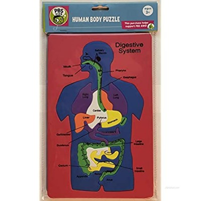 Craft for Kids Human Body Puzzle (Red Blue)